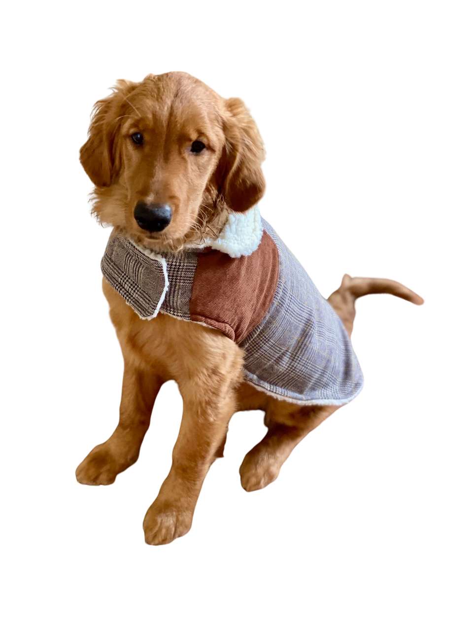 McGee the golden retriever in a plaid jacket